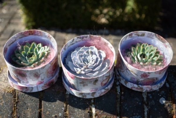 Three Succulents Potted Into Mini Hat Boxes