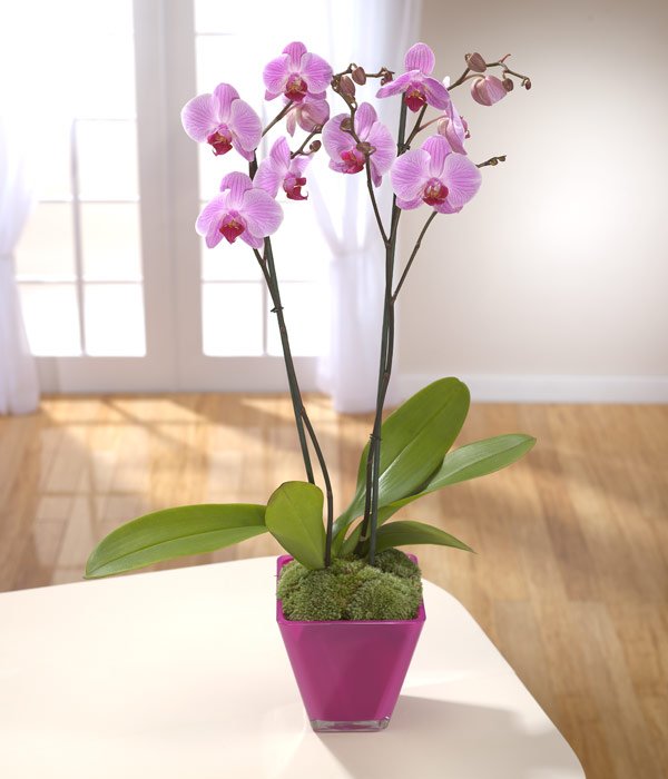Elegant Purple Orchid In A Cerise Vase